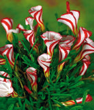 Oxalis versicolor flowers seeds 20 pcs World's Rare Flowers-in Bonsai from