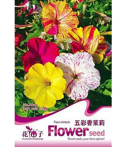 FD1797 Multicolored Jasmine Flower Seed Four O'clock Mirabilis Jalapa 20 Se