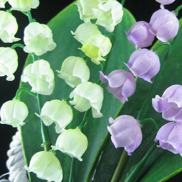 Lily of the Valley flower seeds, bell orchid seeds, rich aroma, bonsai flow