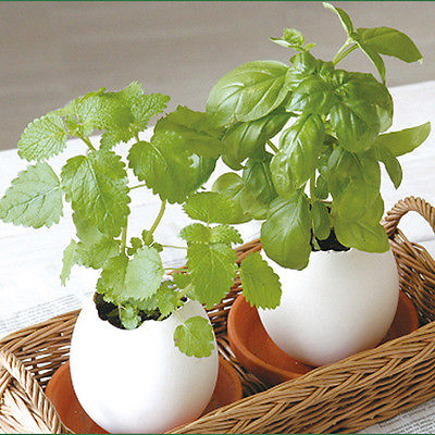 DIY Indoor Egg Bonsai Garden Beautiful Flower Seeds Plant for Home Office D