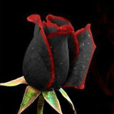 Free Shipping 100 Black Rose Seeds  With Red Edge, Rare Color ,Popular Gard