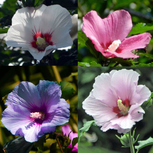 Flower seeds Hibiscus syriacus, Althaea seeds, Rose of Sharon Mallow Ketmie