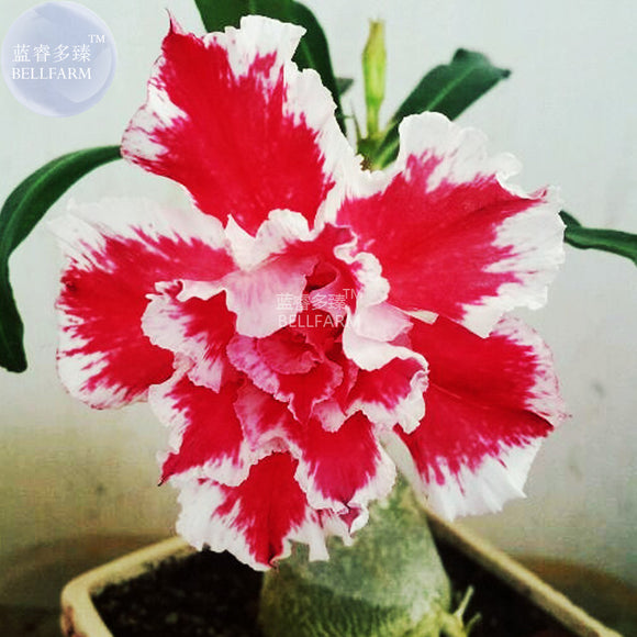 BELLFARM Adenium Red White Plicated Flower Seeds, 2 seeds, bonsai garden 3