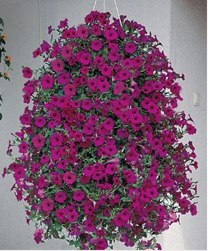 Flower Seeds bonsai Petunia Seeds Shock Wave Mix 200 Pelleted Seeds of NEW