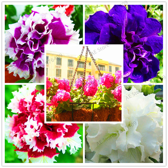 Mixed Colors 110pcs/bag Double Petals Morning Glory Petunia Seeds Bonsai Fl