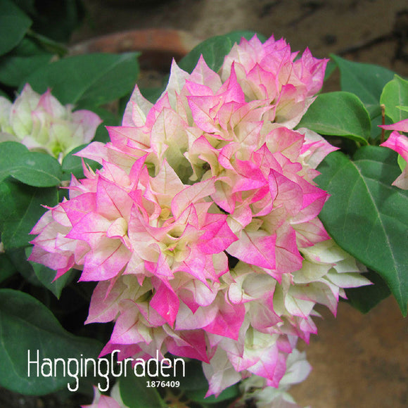 Hot Sale!100% Original High Quality Pink Bougainvillea Spectabilis Willd Se