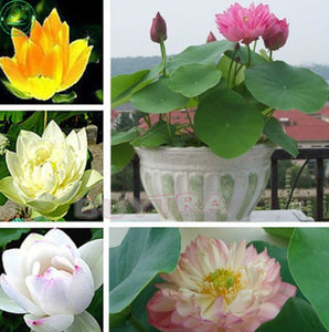 Bonsai Aquatic plants potted flower seed bowl lotus seeds garden decoration