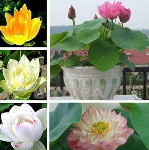 Bonsai Aquatic plants potted flower seed bowl lotus seeds garden decoration