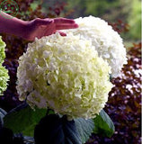 bonsai hydrangea Flower seed hydrangea seeds. Garden Beauty and fragrance o