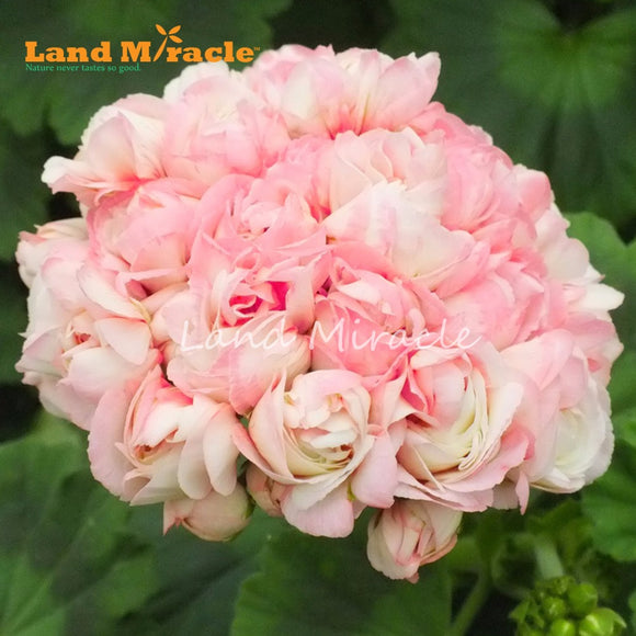 LAND MIRACLE 5 PCS   Geranium Light Pink Ball Flower Seeds, bonsai garden p