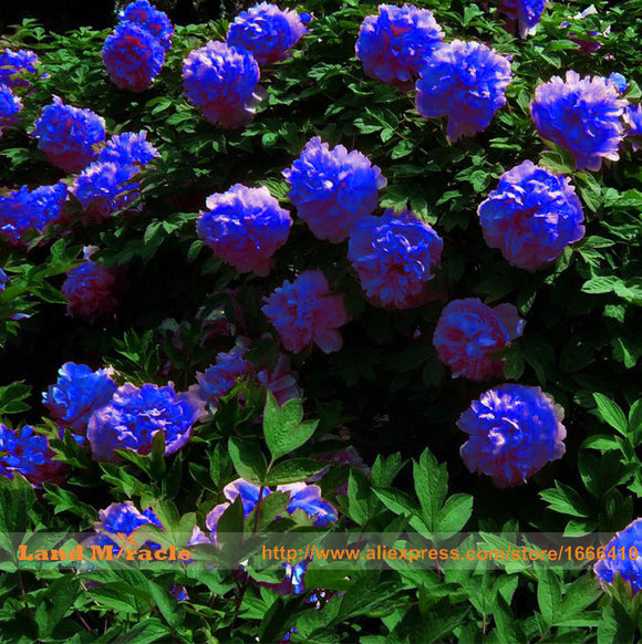 Rare Chinese Dark Blue Peony Flower Plant Seedling Seeds, 5 Seeds/Pack, Str
