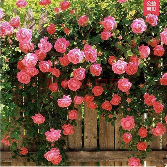 Rose Seed Climbing roses Rare Colored Roses You Can Not miss the Balcony Po