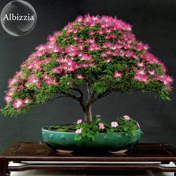 Silk Floss Tree Albizzia Julibrissin Bonsai Nemu Tree, 10 Seeds, ornamental