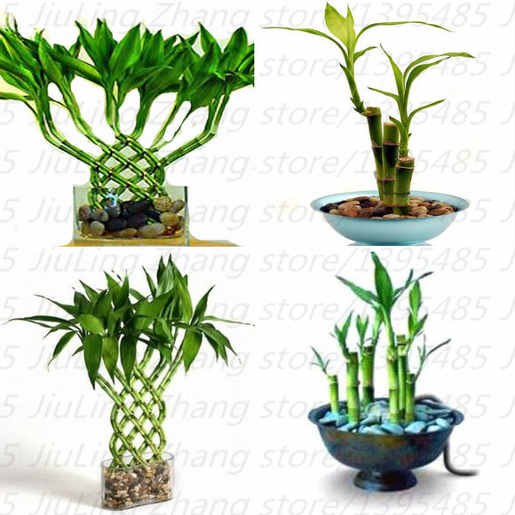 mixed 30 pieces/lot  Lucky bamboo seeds,potted balcony, outdoor indoor plan