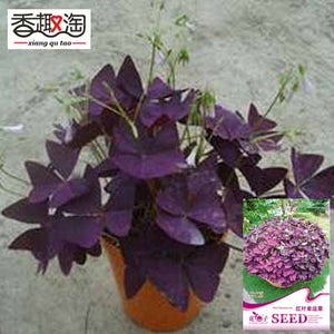 1 original pack 2pcs Red woodsorrel Oxalis seeds, perennial Ornamental flow