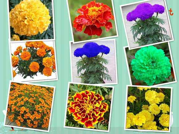 Hot Sale 11 Kinds Maidenhair Seed Herb Garden Pot Marigold Flower Seeds Pot