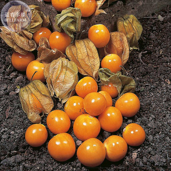 Cape Gooseberry (Physalis Peruviana) Seeds, different varietes seeds, profe