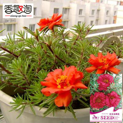 1 Original Pack 200 Seeds Red Sun plant Flower,DIY home garden seasons sowi