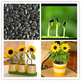 Dwarf Sun Flower Seeds Ornamental Flower Seeds Bonsai Potted Plants Heliant