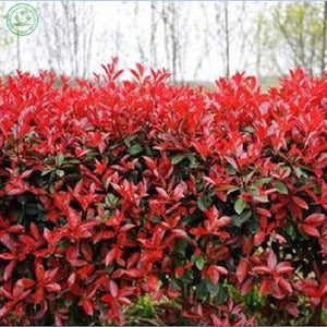 New Home Garden Plant  Photinia Fraseri Frasery Serrulata Red Robin Tipluoh