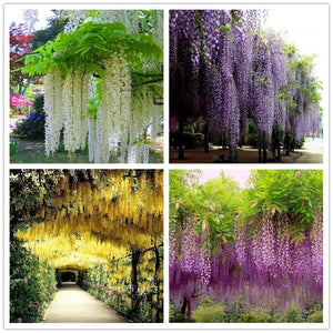 Wisteria Seeds 10seeds/pack,rare bonsai wisteria tree seeds Indoor ornament