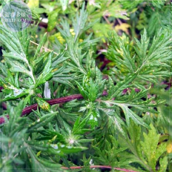 BELLFARM Heriloom Herbs Plant Mugwort Seeds, Professional Pack, 100 Seeds,