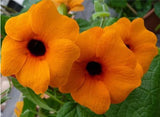 Flower seeds  climbing vine plants seeds,Thunbergia alata can bring good lu