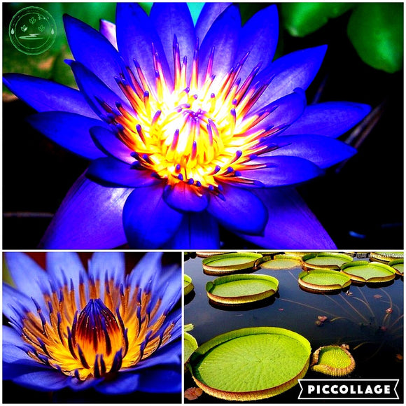 lotus seeds,lotus flower, plants aquatic plants aquatic water lily flowers