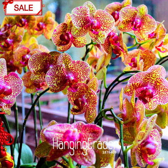 Best Selling!50seeds/bag Yellow Phalaenopsis Seeds Perennial Flowering Plan