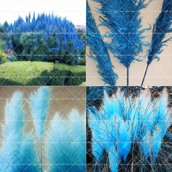 New Rare Impressive blue Pampas Grass Seeds Ornamental home garden Plants F