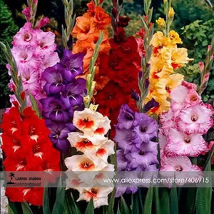 Heirloom New Variety Gladiolus Perennial Flower Seeds, Professional Pack, 5