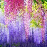 wisteria seeds  pack Gold mini Bonsai Wisteria tree seeds Ornamental Climb