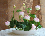 lotus seeds, bowl lotus water lily seeds rare Aquatic flower plant seed for