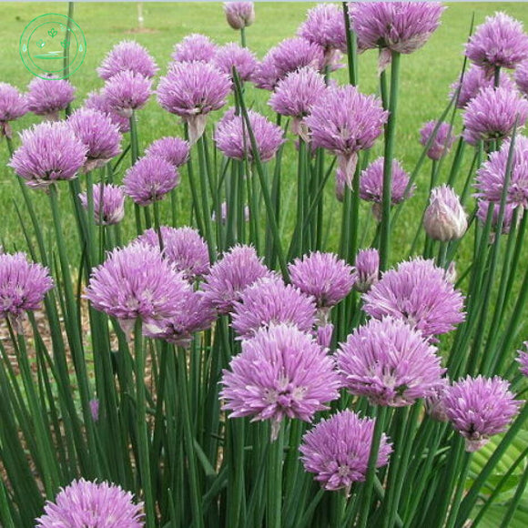 Free Shipping 1 Packs 50 of Purple Ezo Onions Chive Seeds,Allium Schoenopra