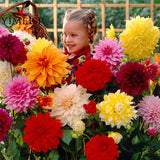 Dahlia Seeds   Mixed Colour Rare Dahlia pinnata Flowers Seed! Perennial Pla