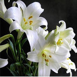 ZLKING 1PCS Lily Bulbs Cheap Perfume Lily Seeds Yellow White Red Pink Purpl