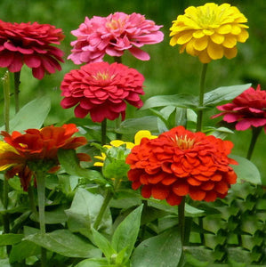 flowers  seeds One hundred days grass 30 Zinnia Seeds, indoor plants flower