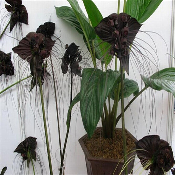 Black Tiger Shall Orchid Flowers Seeds,Rare Flower Orchid Seed For Garden &