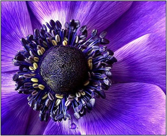 new Wholesale rare purple sunflower seeds, 100/PCS can wholesale, beautiful