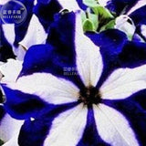 BELLFARM Petunia Heirloom SeedsHarvest by ourselves, 200 seeds, bonsai gard