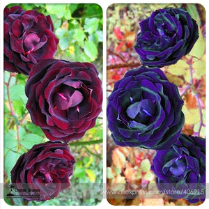 Mixed Purple Blue Big Blooming Climbing Rose Shrub Seeds, Professional Pack