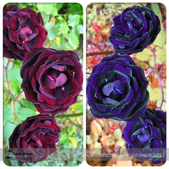 Mixed Purple Blue Big Blooming Climbing Rose Shrub Seeds, Professional Pack