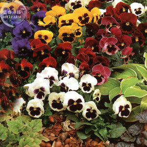 BELLFARM Pansy Viola Tricolor Hardy Flower Seeds, 50 seeds, professional pa