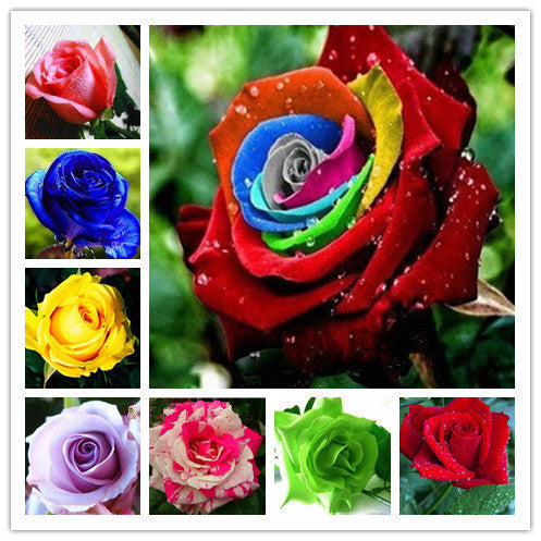 garden flowers Seeds Pot Bonsai Rose Seed Professional Seedling floer Plant