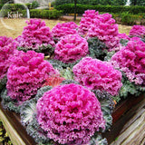 Kale Ornamental Brassica Oleracea Collard Winter Flowers, 30 Seeds, fire ho