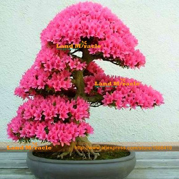 New Arrival 100% True Giant Azalea Seeds, 1 Professional Pack, 10 Seeds/Pac