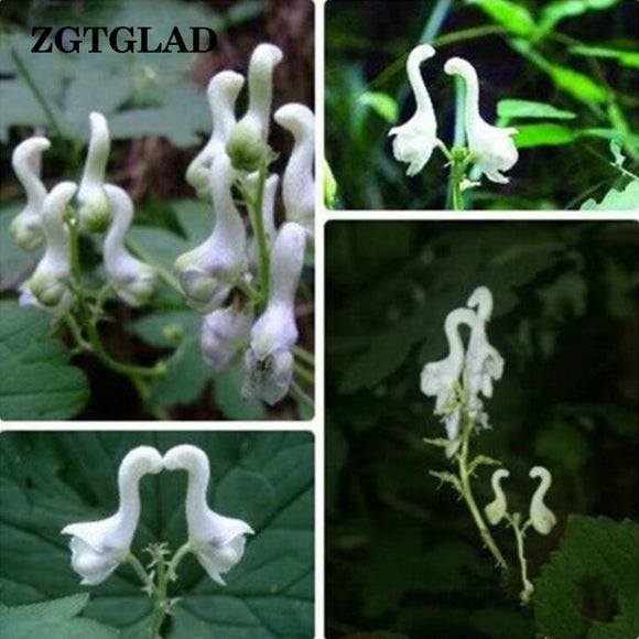 ZGTGLAD 100pcs/lot Rare Swan Flowers Seeds Characteristics Flower seeds Whi