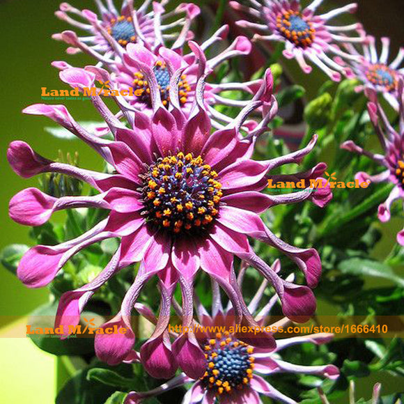 New Variety 100% True African Daisy Seeds, 100 Seeds/Pack, Beautiful Orname