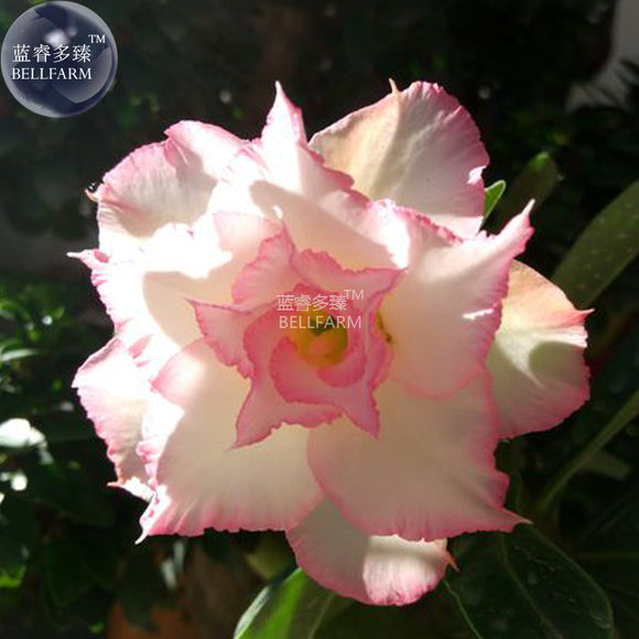 BELLFARM Adenium Light Whitish Pink Petals Light Pink edge Flower Seeds, 2