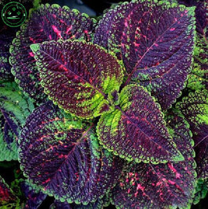 free shipping Flower seeds Bonsai seeds mix  coleus seeds Bag Home Garden B